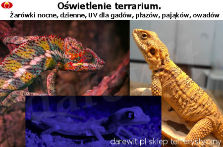 Oświetlenie terrarium żarówki dzienne, nocne, UV - sklep darewit